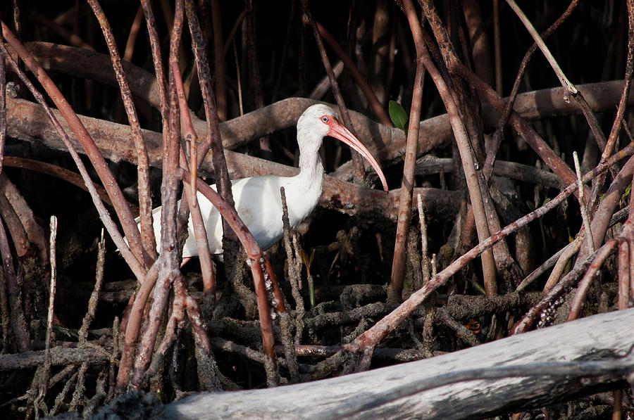 White Ibis Photograph - White Ibis in the Mangrove by CM Stonebridge