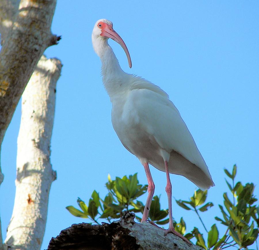 White Ibis in the Treetop Photograph by Judy Via-Wolff