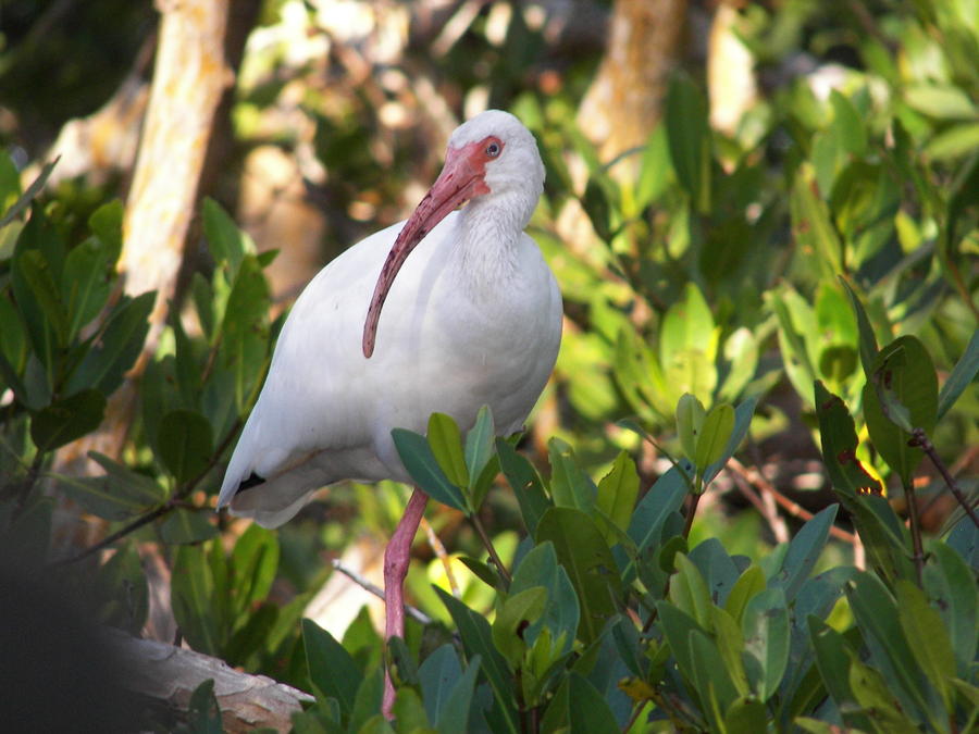 White Ibis Photograph by Judy Via-Wolff