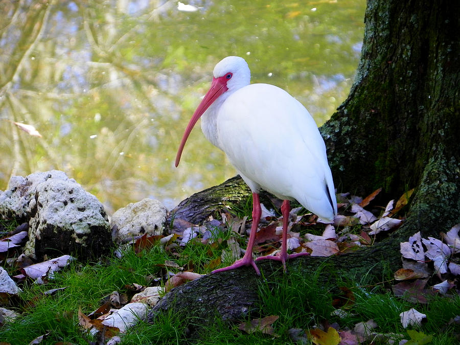 White Ibis Photograph by Judy Wanamaker