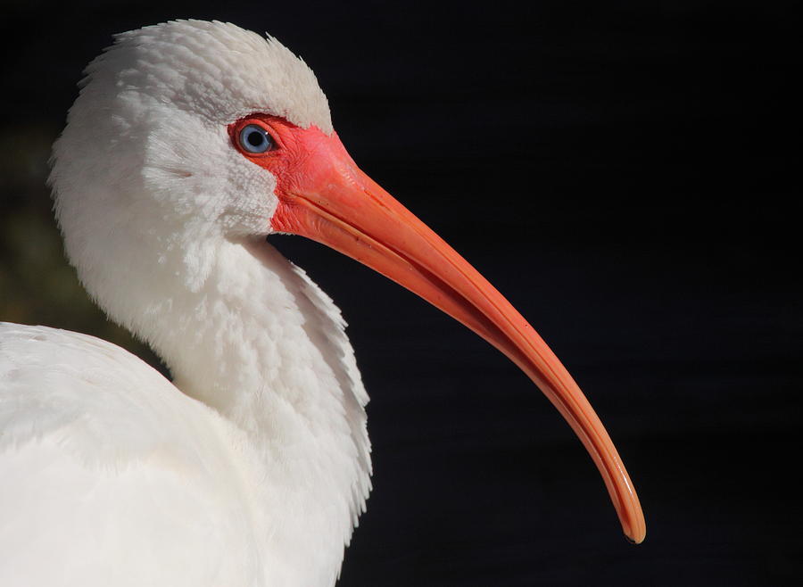 White Ibis Portrait Photograph by Bruce J Robinson