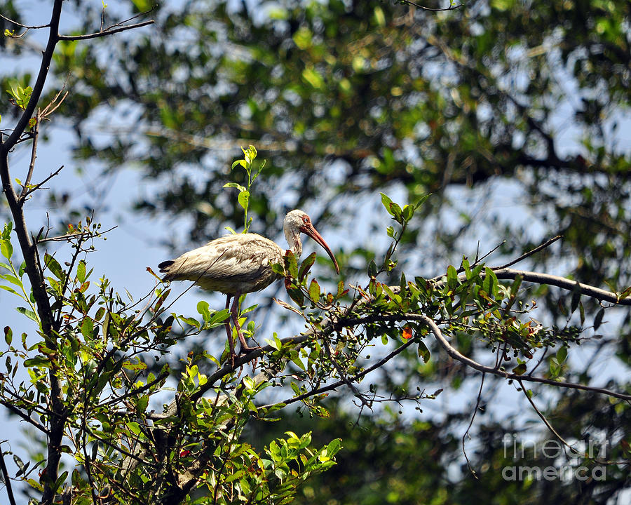 White Ibis Roosting Photograph