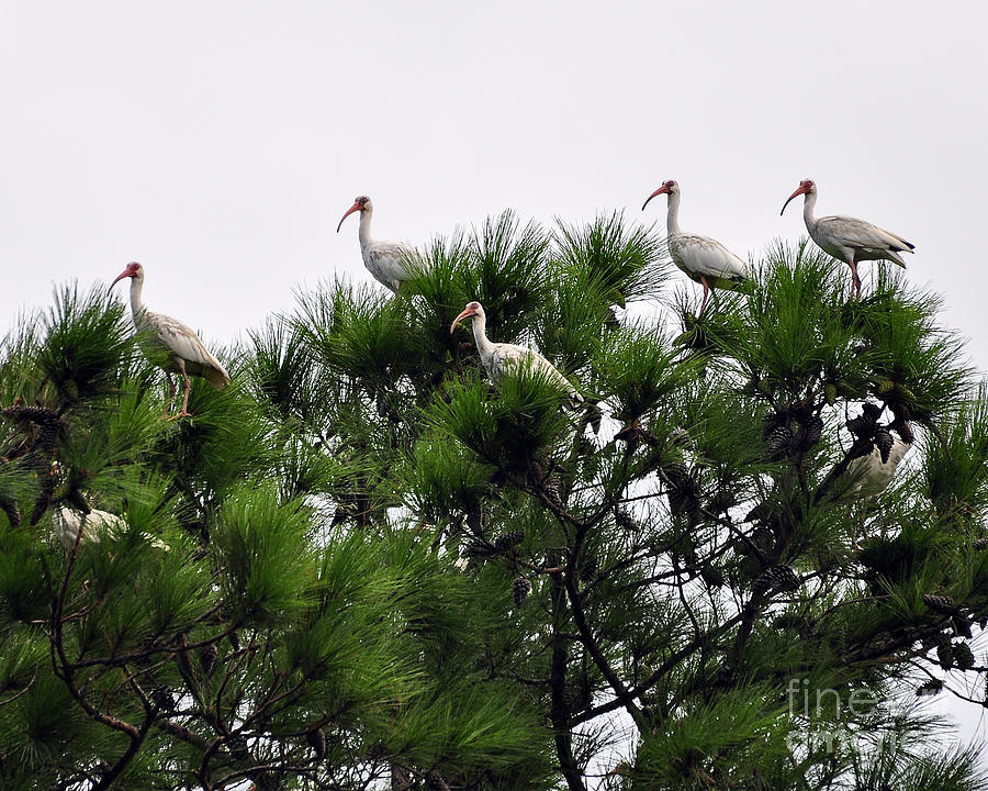 White Ibises Roosting Photograph