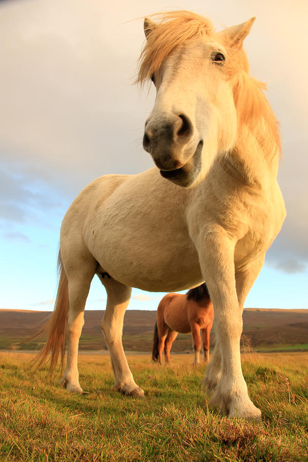 Light Photograph - White Icelandic Horse, Iceland by Robert Postma