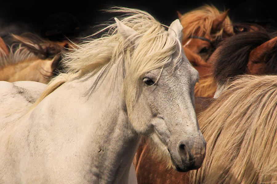 White Icelandic Horse Photograph by Tom and Pat Cory