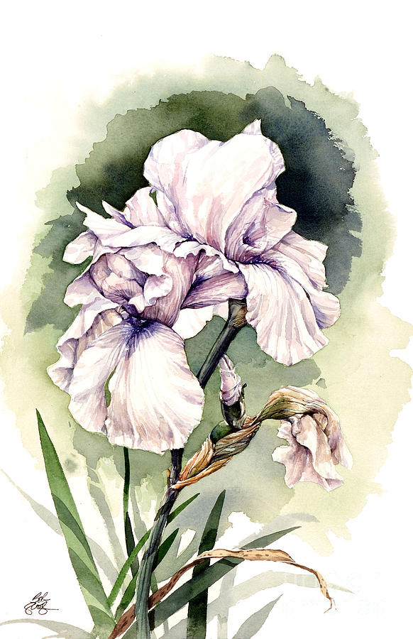 White Iris Painting by Bob  George