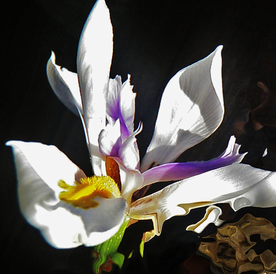 White Iris  Photograph by Daniele Smith