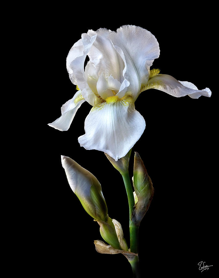 White Iris Photograph by Endre Balogh