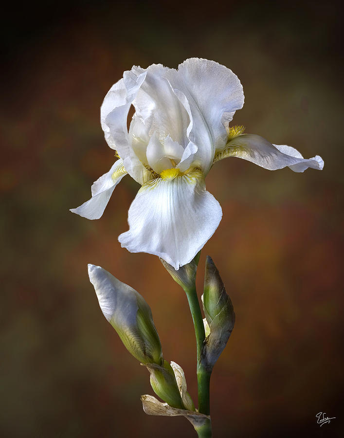 White Iris Flower Photograph by Endre Balogh