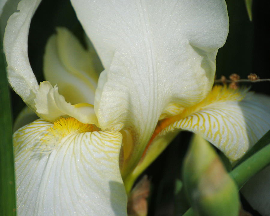 White Iris Photograph by Jai Johnson