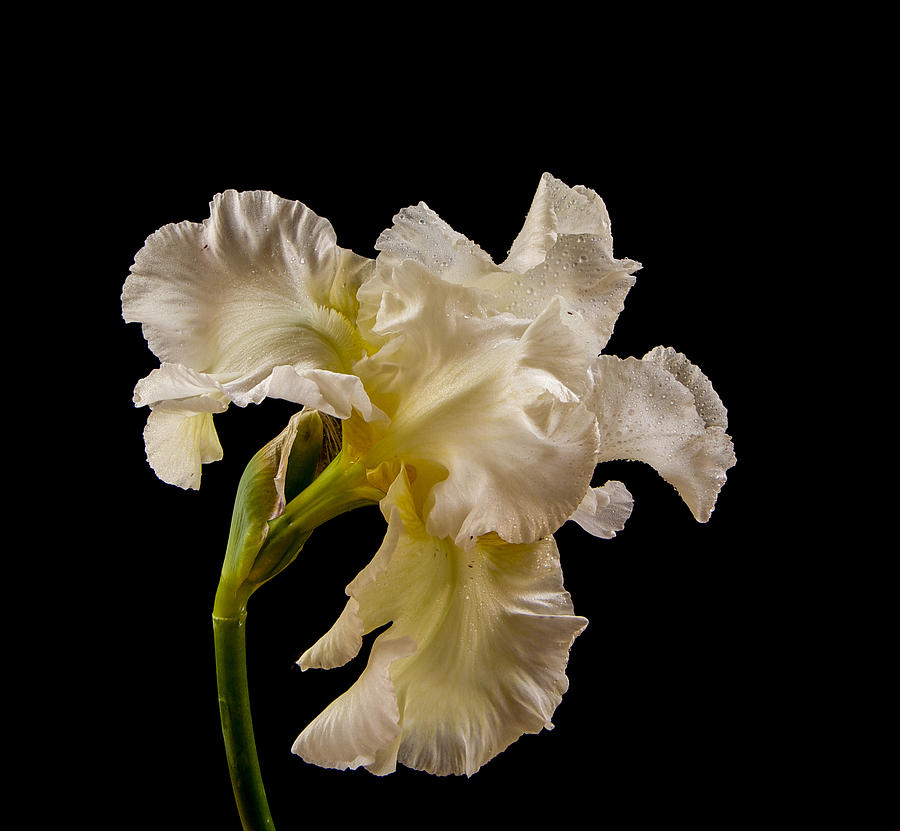 White Iris on Black Background Photograph by Jean Noren