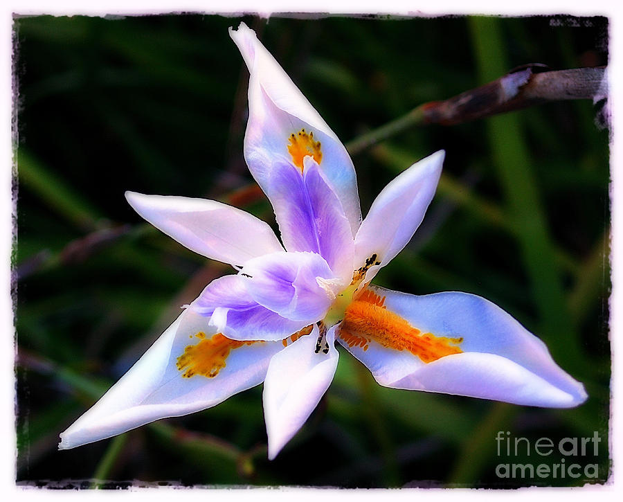 White Iris Photograph by Judi Bagwell