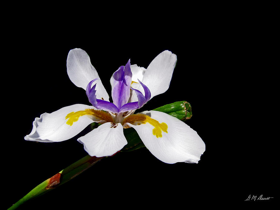Iris Photograph - White Iris by Michael Durst
