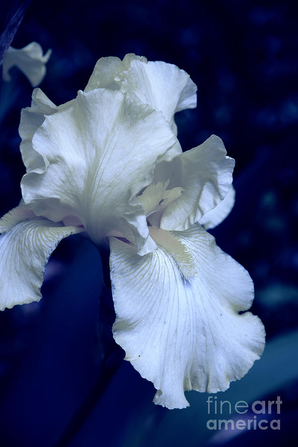 White Iris Photograph by Rick Bragan
