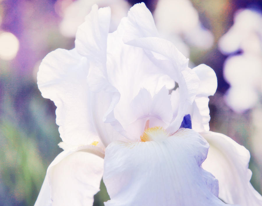 White Iris Photograph by Toni Hopper