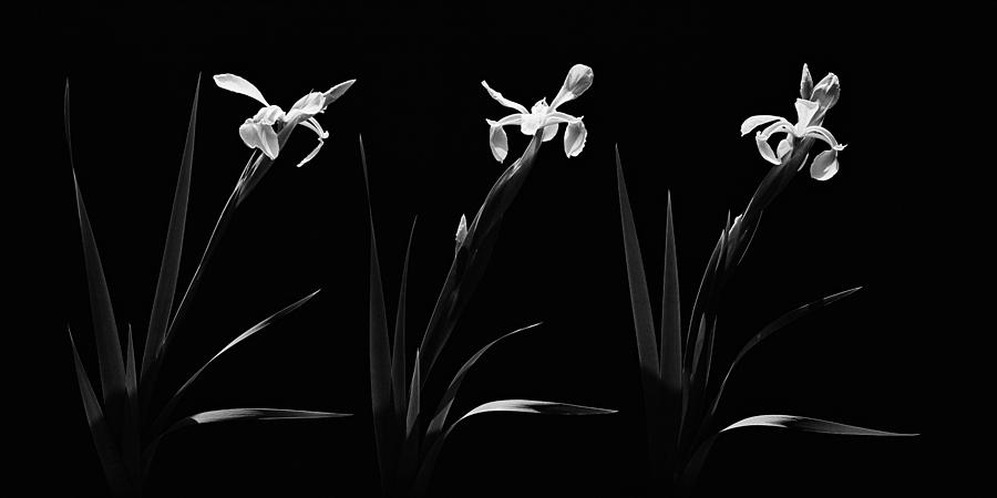 Flowers Photograph - White Iris Trio by Aldo Cervato Flowers Photograph - White Iris Trio by Aldo Cervato