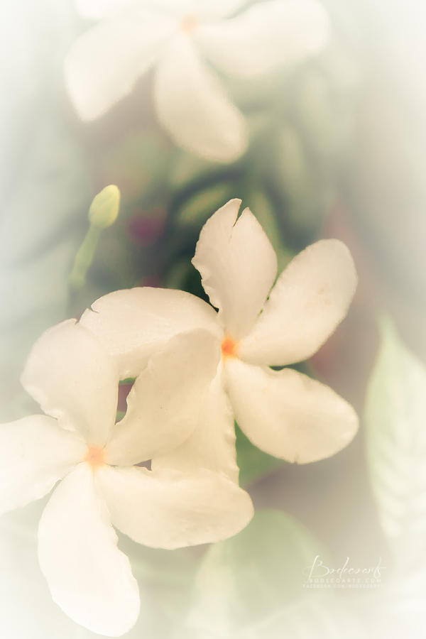 Flower Photograph - White Jasmine in Bloom by Robin Lewis