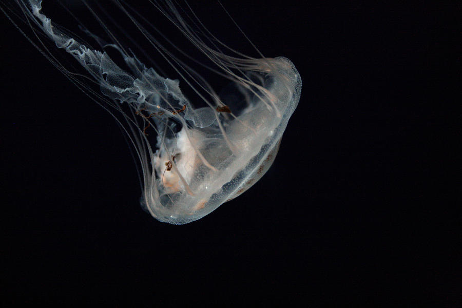 White Jelly in Black Space Photograph by Jennifer Bright Burr
