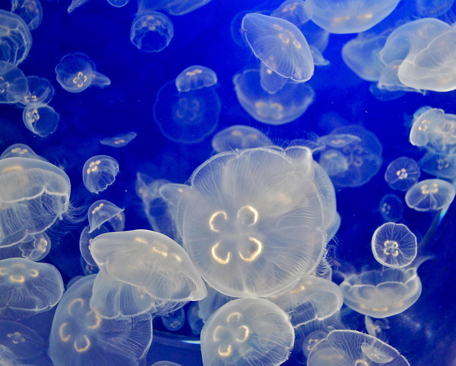 White Jellyfish Photograph by Dorota Nowak