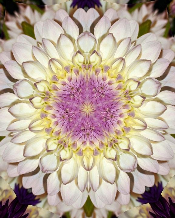 Flower Photograph - White Kaleidoscope  by Cathie Tyler