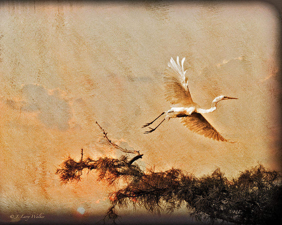 White Lake Swamp Sunrise - Egret Digital Art by J Larry Walker
