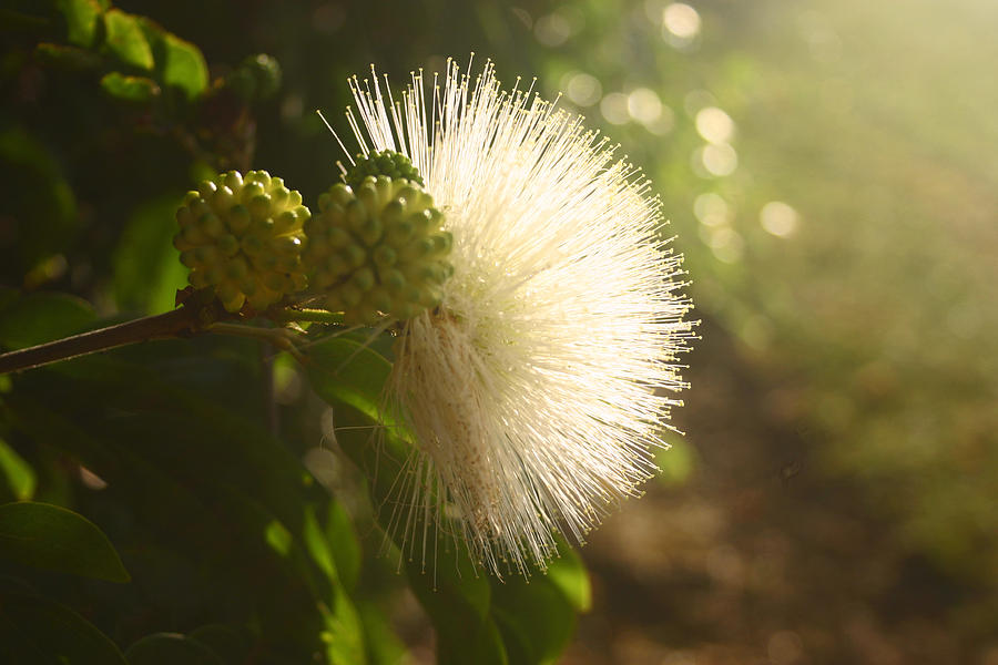 White Lehua by Kimberly Klein