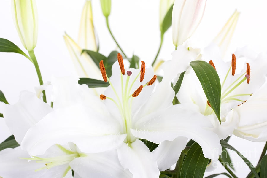 White lilies and background Photograph by Simon Bratt