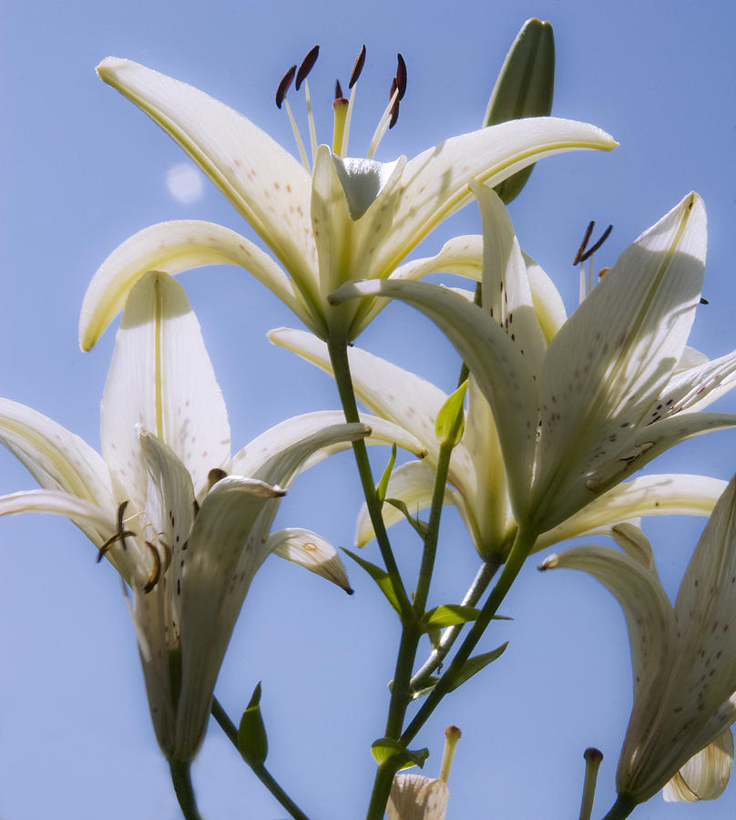 White Lilies II Photograph by Michael Friedman