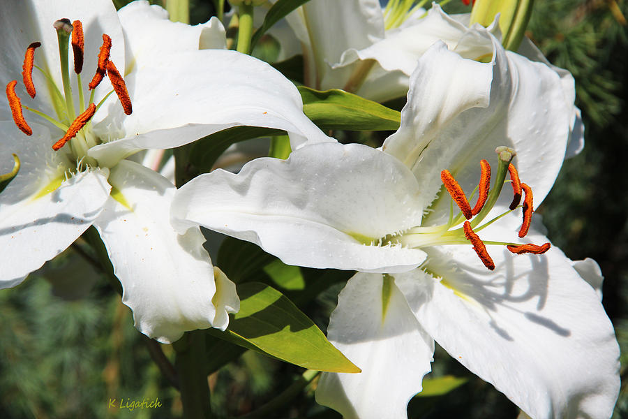 White Lilies Photograph by Kerri Ligatich