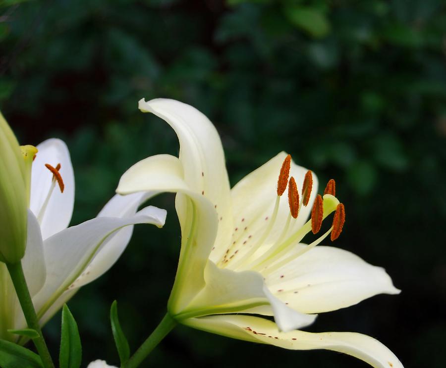 White Lilly Photograph by Judy Hall-Folde