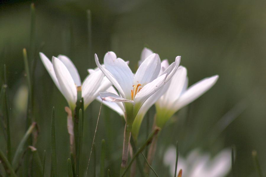White Lily - Symbol of Purity Photograph by Ramabhadran Thirupattur