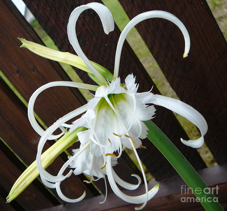 White lily Photograph by Amalia Suruceanu