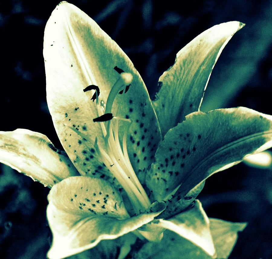 White Lily Photograph - White Lily by Brigette Hollenbeck