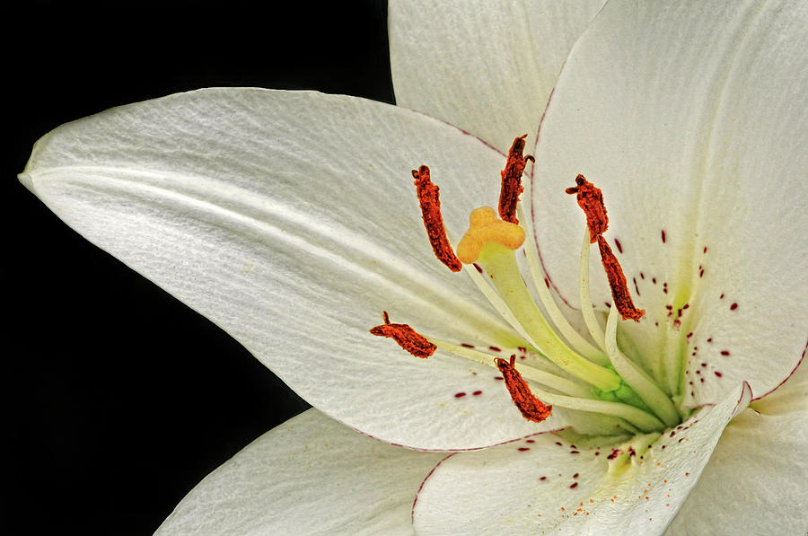 White Lily Photograph by Dave Mills