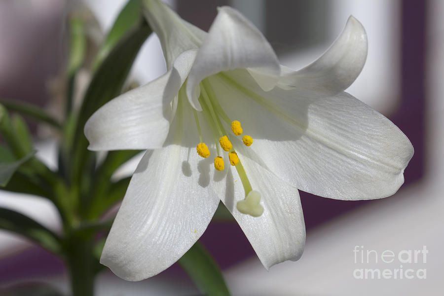 White Lily Photograph by Donna L Munro