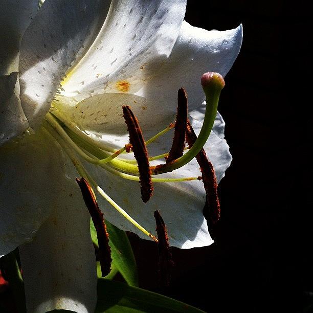 Nature Photograph - #white #lily #flower #flowerlowers by Julia Mironova