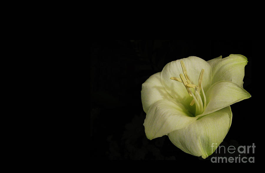 Lily Photograph - White Lily In The Dark by Ausra Huntington nee Paulauskaite