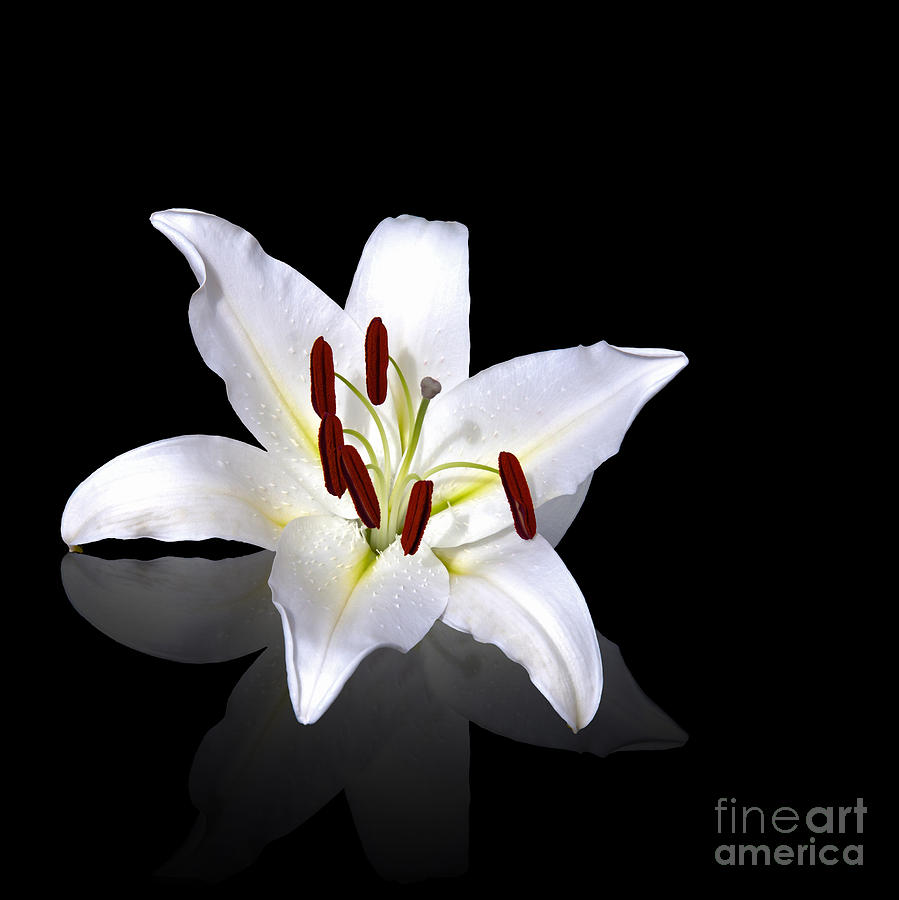 White lily Photograph by Jane Rix
