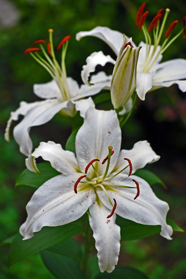 Lily Photograph - White Lily by Michelle Cruz