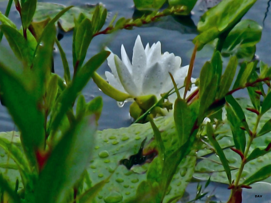 White Lily Pond Photograph by Debra Vatalaro - Fine Art America