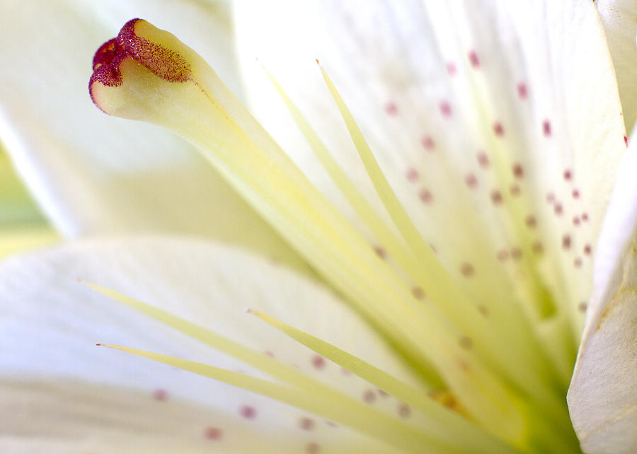 White Lily Photograph