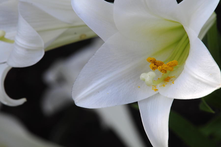 White Lily Photograph by Wanda Brandon