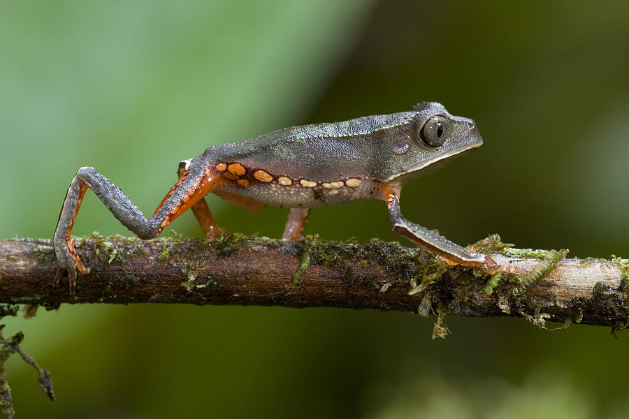 White Lined Monkey Frog  Guyana Photograph by Piotr Naskrecki