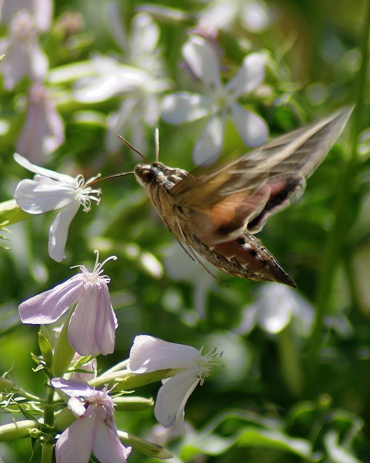 White-Lined Sphinx Moth in Flight Photograph by Ben Upham III