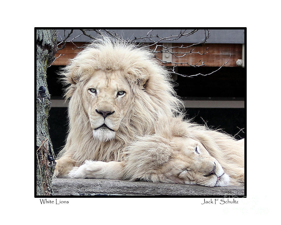 White lions Photograph by Jack Schultz