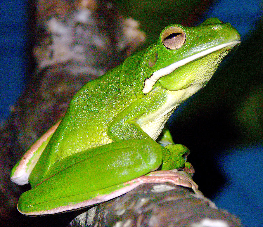 White-lipped Green Tree frog Photograph by Jocelyn Kahawai
