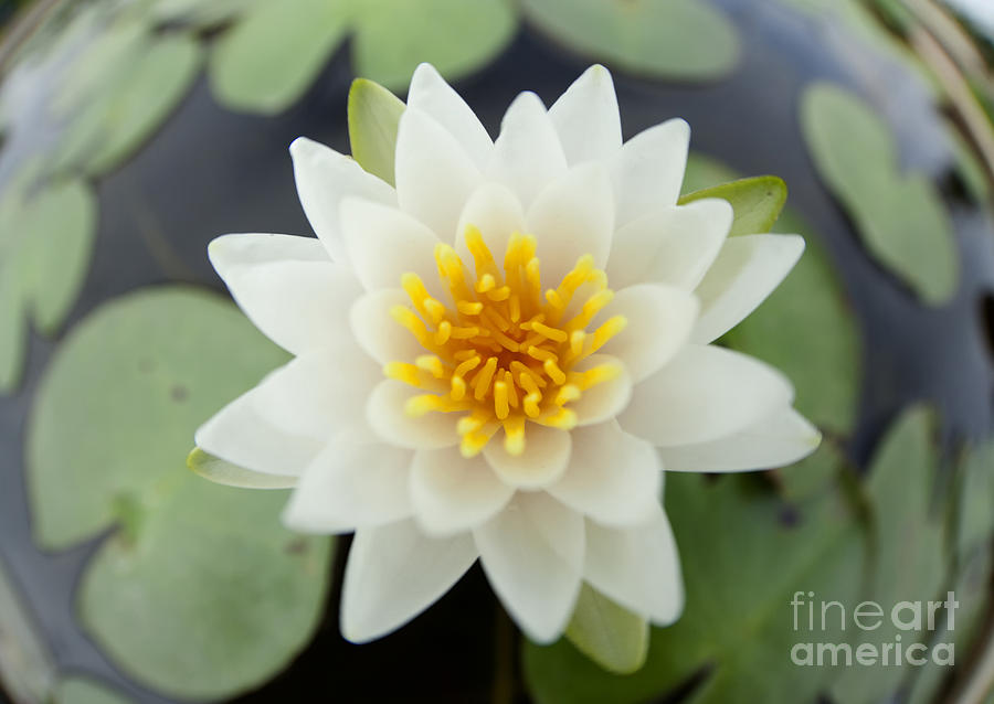Lily Photograph - White lotus by Anek Suwannaphoom