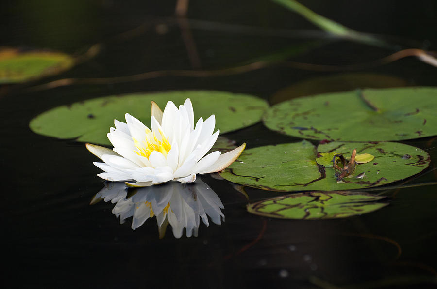 White Lotus Flower Lily Pad Photograph by Glenn Gordon