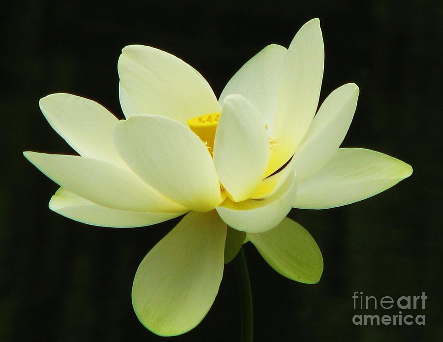 Nelumbo Nucifera Photograph - White Lotus by Michele Penner
