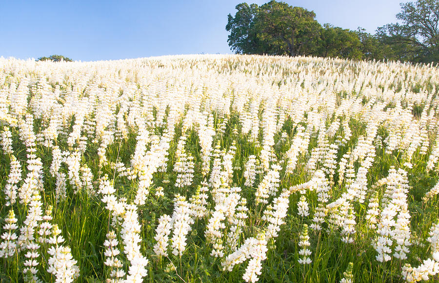 White Lupine Photograph by Marc Crumpler